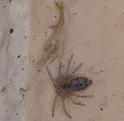 Oecobius_annulipes_D3232_Z_78_Valle Gran Rey_Spanje